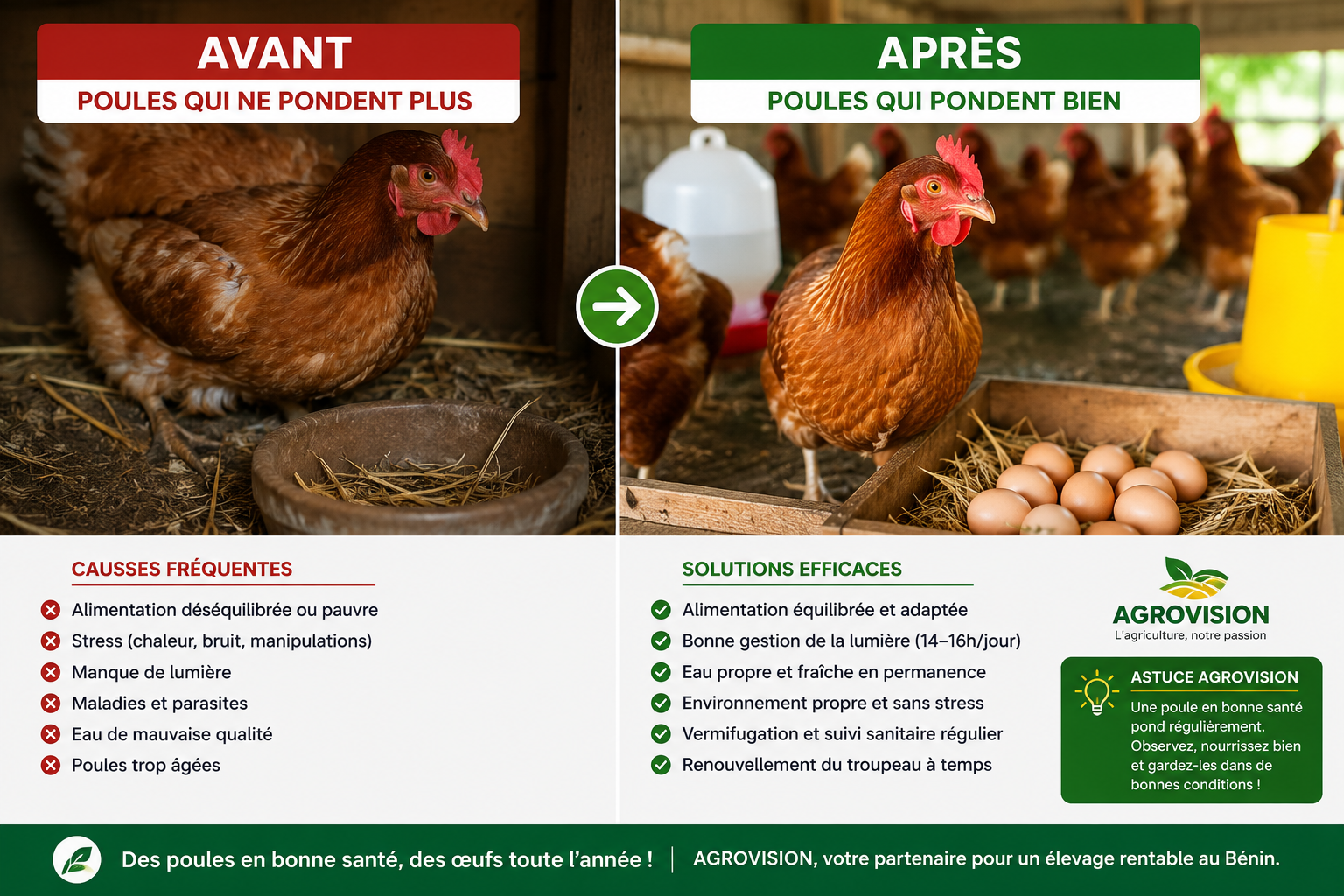 image Poules qui ne pondent plus au Bénin.png